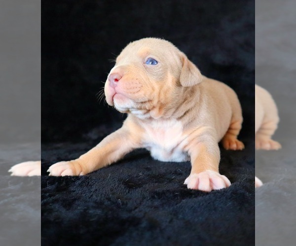 Medium Photo #9 American Bully Puppy For Sale in PALMDALE, CA, USA