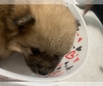 Small Photo #23 Pomeranian Puppy For Sale in BUSH, LA, USA