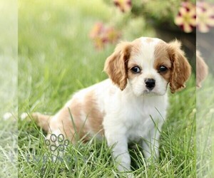 Cavalier King Charles Spaniel Puppy for sale in RONKS, PA, USA