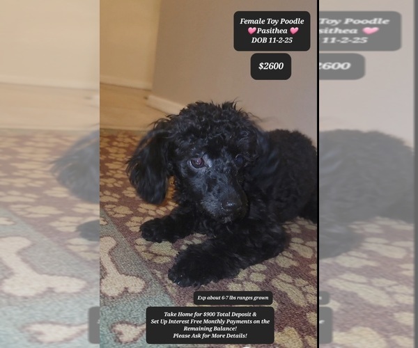 Medium Photo #1 Poodle (Toy) Puppy For Sale in TUCSON, AZ, USA