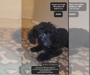 Poodle (Toy) Puppy for sale in TUCSON, AZ, USA