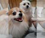 Small #3 Pomeranian