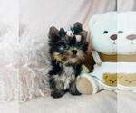 Small #29 Yorkshire Terrier