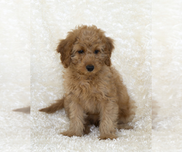 Medium Photo #2 Goldendoodle Puppy For Sale in TOPEKA, KS, USA