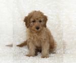 Small Photo #11 Goldendoodle Puppy For Sale in TOPEKA, KS, USA