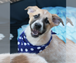 Small #6 Great Pyrenees Mix