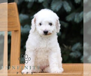 Goldendoodle (Miniature) Puppy for sale in EPHRATA, PA, USA