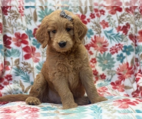 Medium Photo #12 Goldendoodle (Miniature) Puppy For Sale in LAKELAND, FL, USA