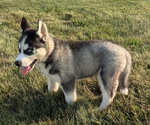 Siberian Husky Puppy for sale in GOSHEN, IN, USA