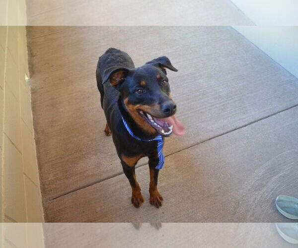 Medium Photo #2 Rottweiler-Unknown Mix Puppy For Sale in McKinney, TX, USA