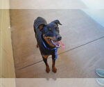 Small #1 Rottweiler Mix