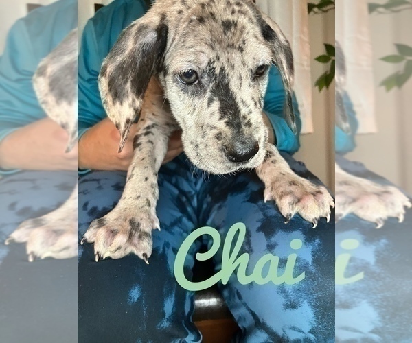 Medium Photo #18 Great Dane Puppy For Sale in COLUMBUS, OH, USA