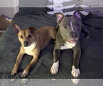Small #2 American Pit Bull Terrier Mix