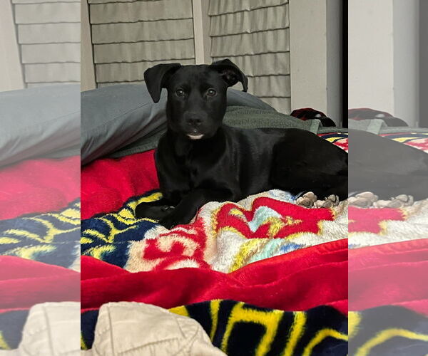 Medium Photo #11 Labrador Retriever-Unknown Mix Puppy For Sale in Germantown, OH, USA