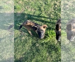 Small Photo #7 Belgian Malinois Puppy For Sale in BRYAN, TX, USA