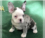 Small Photo #25 French Bulldog Puppy For Sale in KENDALL PARK, NJ, USA
