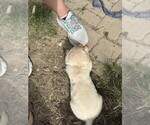 Small #2 Golden Retriever
