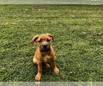 Puppy Puppy 3 Cane Corso