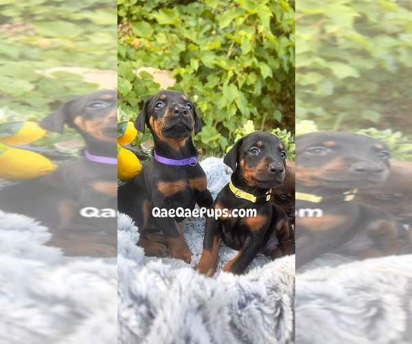Medium Photo #1 Doberman Pinscher Puppy For Sale in INKSTER, MI, USA