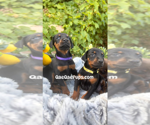 Doberman Pinscher Puppy for sale in INKSTER, MI, USA