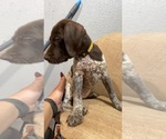 Small Photo #4 German Shorthaired Pointer Puppy For Sale in BUSHNELL, FL, USA