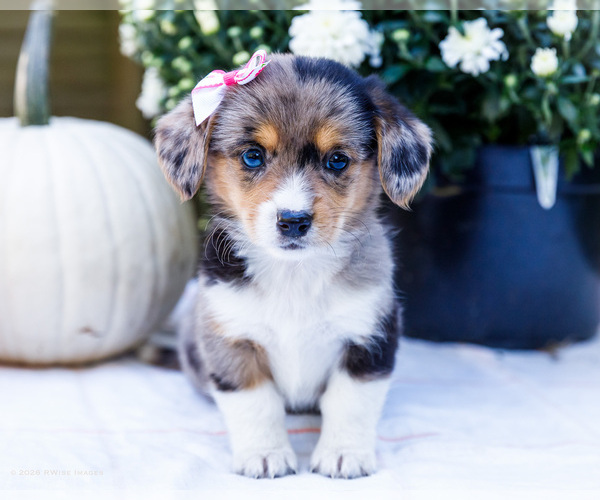 Medium Photo #3 Dorgi Puppy For Sale in WAKARUSA, IN, USA
