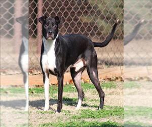 BRODY - Male Labrador Retriever-Unknown Mix Dog for Adoption - Photo #2