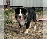 Small Photo #1 Miniature Australian Shepherd Puppy For Sale in SNEEDVILLE, TN, USA