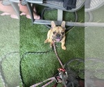 Small #2 French Bulldog