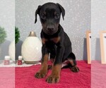 Small #8 Doberman Pinscher