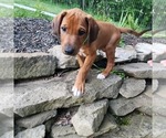 Puppy Dark Green Pup Rhodesian Ridgeback