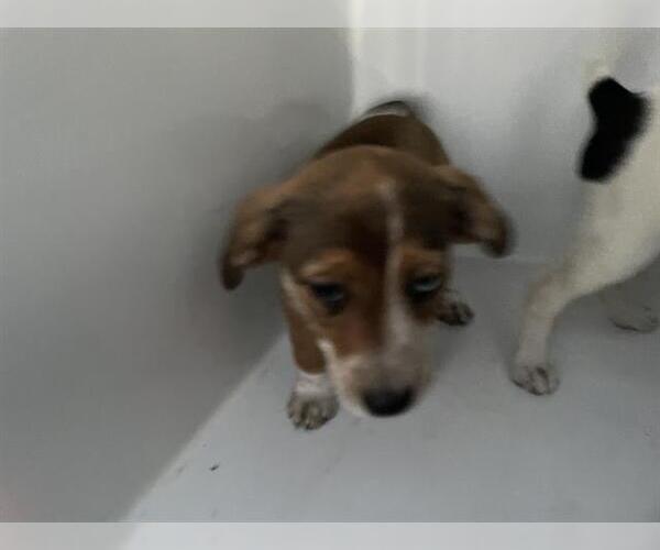 Medium Photo #1 Labrador Retriever-Unknown Mix Puppy For Sale in Houston, TX, USA