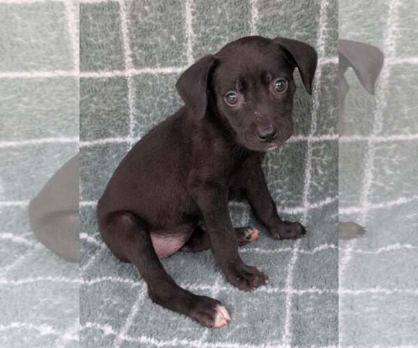Medium Photo #1 Chihuahua-Unknown Mix Puppy For Sale in Oakhurst, NJ, USA