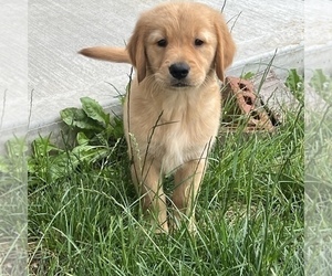 Golden Retriever Puppy for sale in MARTINSVILLE, IN, USA