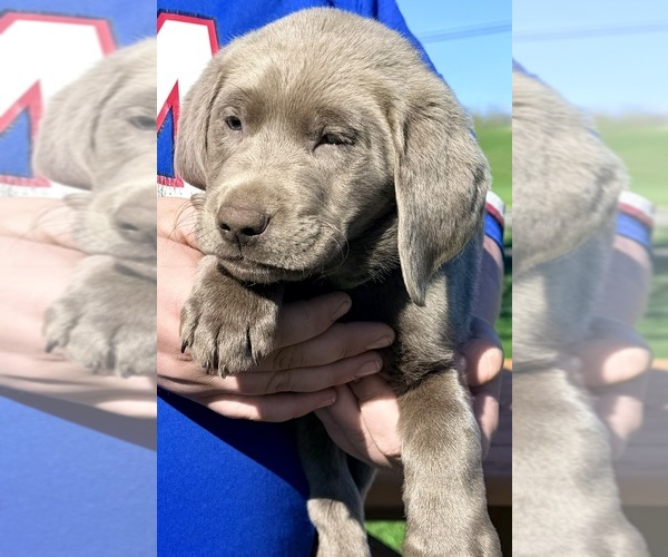 Medium Photo #8 Labrador Retriever Puppy For Sale in DELEVAN, NY, USA