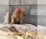 Small Photo #3 Golden Retriever Puppy For Sale in NORWALK, CA, USA