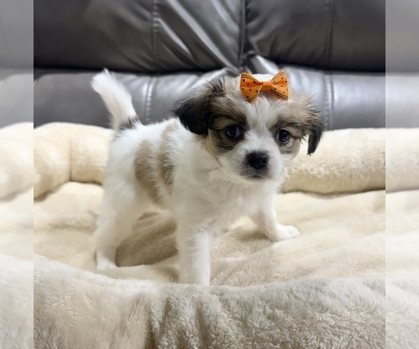 Medium Photo #2 Papillon Puppy For Sale in BELTON, MO, USA