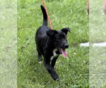 Small #1 Mutt