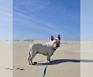 Oliver - Needs Foster - Male French Bulldog Dog for Adoption - Photo #3
