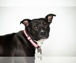 Small American Staffordshire Terrier Mix