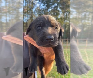 Labrador Retriever Puppy for sale in OSYKA, MS, USA