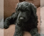 Small #9 Schnoodle (Giant)