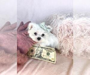Maltese Puppy for sale in FORT LAUDERDALE, FL, USA
