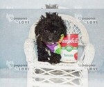 Small #3 Poodle (Toy)