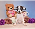 Puppy Fifer Chihuahua