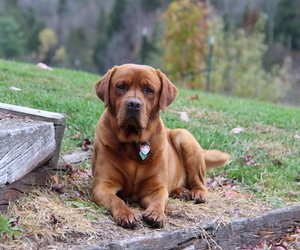 Father of the Labrador Retriever puppies born on 10/17/2025