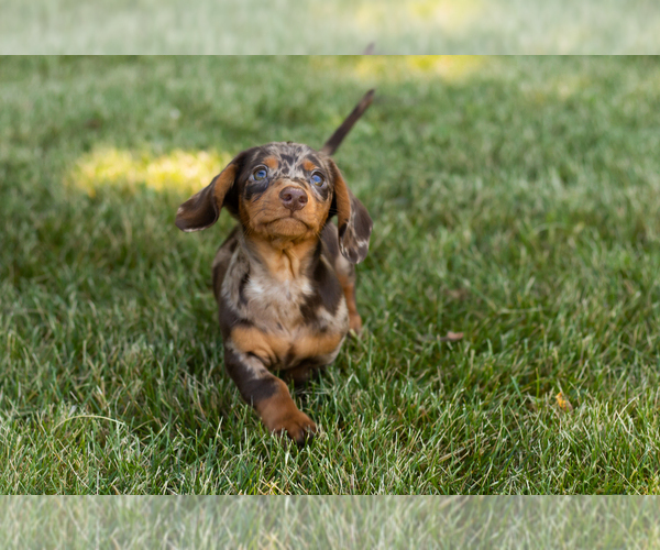 Medium Photo #2 Dachshund Puppy For Sale in MILFORD, IN, USA