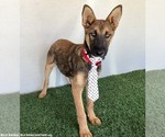 Small #1 German Shepherd Dog Mix