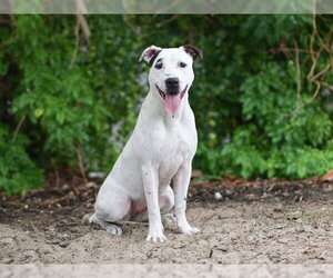 American Pit Bull Terrier-Unknown Mix Dogs for adoption in Tavares, FL, USA