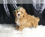 Puppy Chives F1B Maltipoo